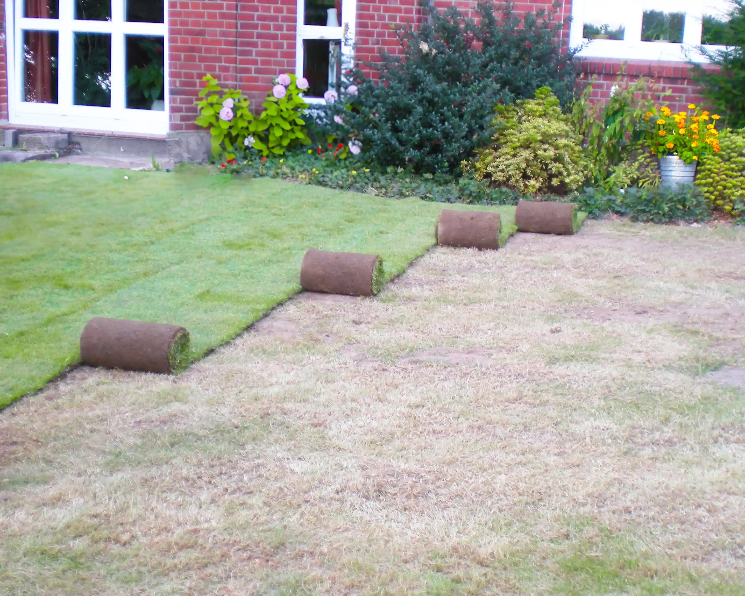 Rollrasen auf alten Rasen verlegen - Sandwichbauweise