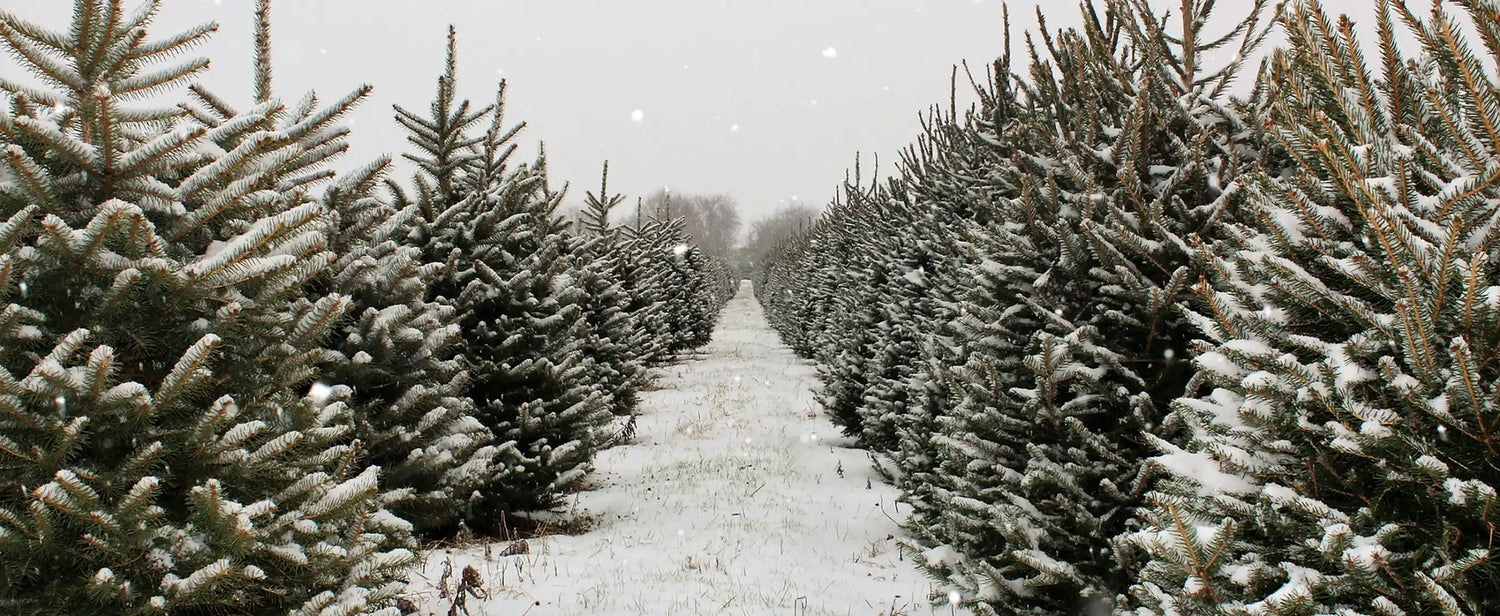 Matthies Landwirtschaft - Natur Weihnachtsbäume