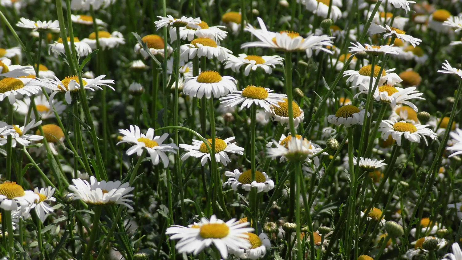 Matthies Wildblumen gelb