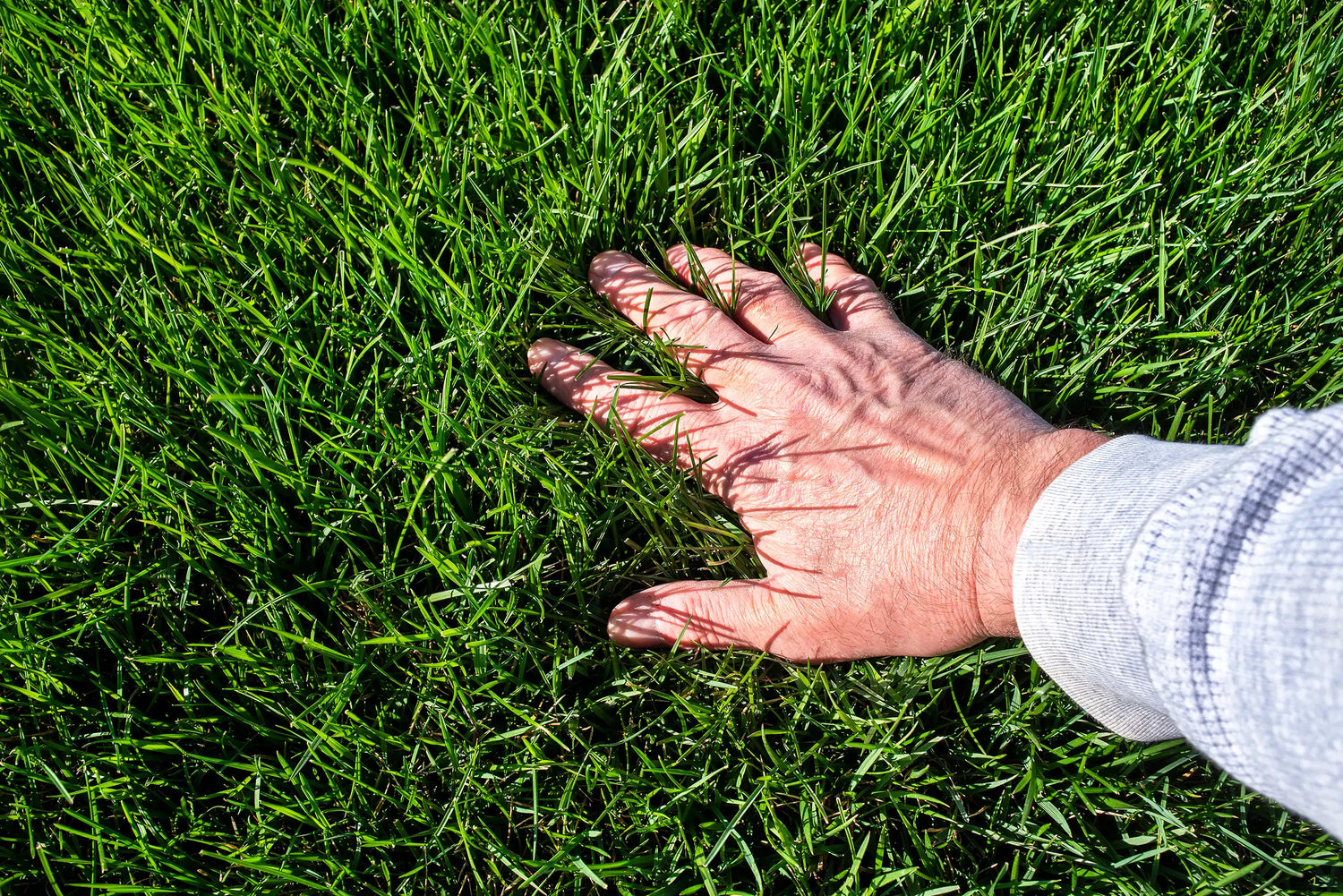 Hand auf dichten, prächtigen Rasen - Matthies Landwirtschaft