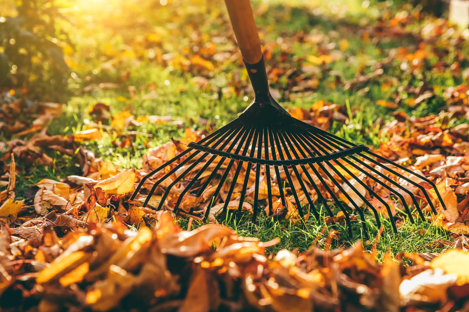 Rasen mit Blätter - Herbst Rasenpflegetipps von Matthies Landwirtschaft