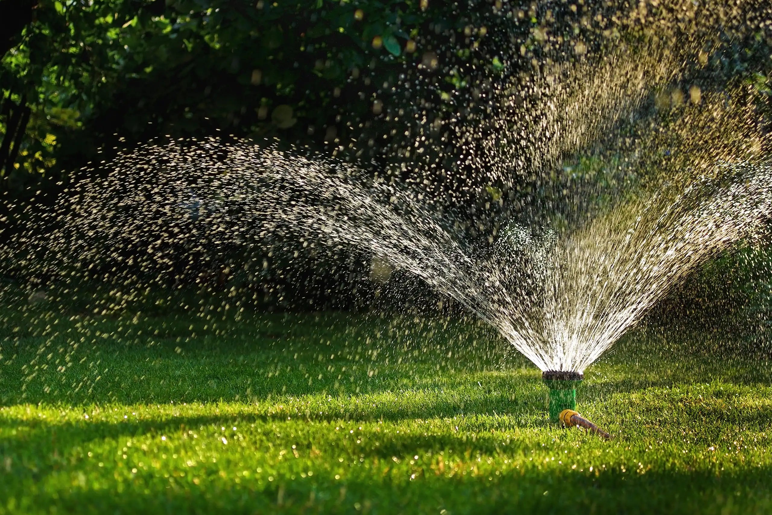 Rasen mit Rasensprenger - Sommer Rasenpflegetipps von Matthies Landwirtschaft