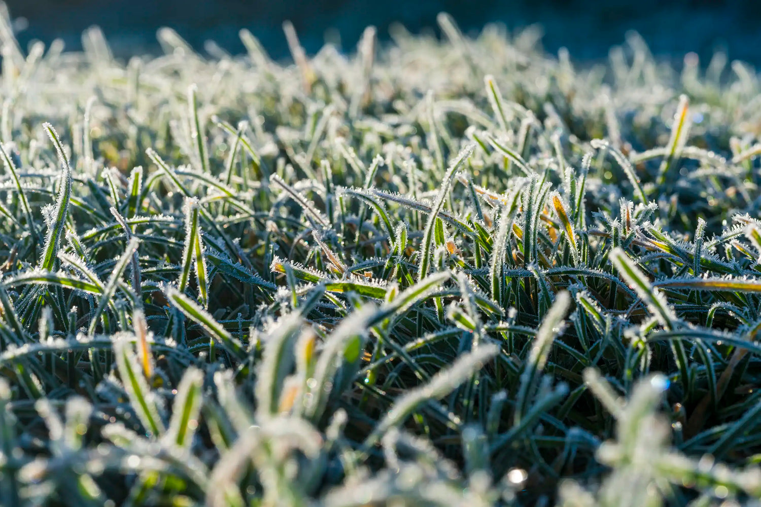 Rasen mit Frost - Winter Rasenpflegetipps von Matthies Landwirtschaft