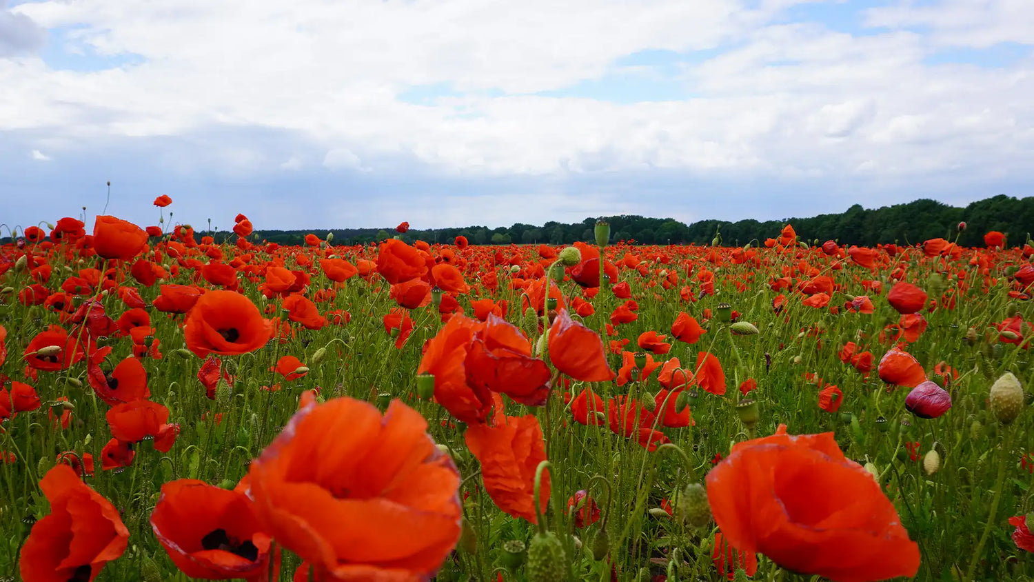 Feld mit schönen Mohnblumen bei Matthies Landwirtschaft