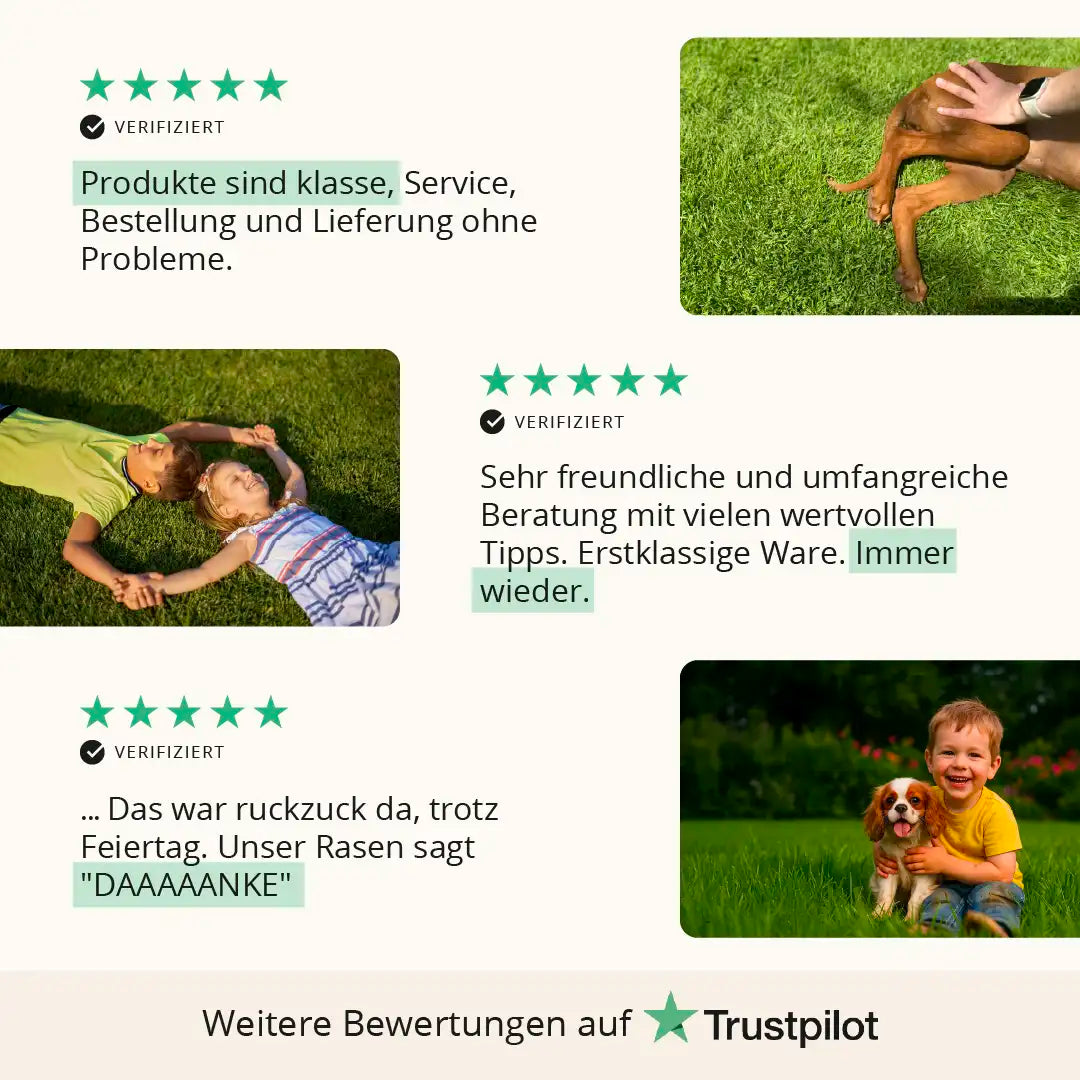 Rasensaat: Spiel- und Freizeitrasen