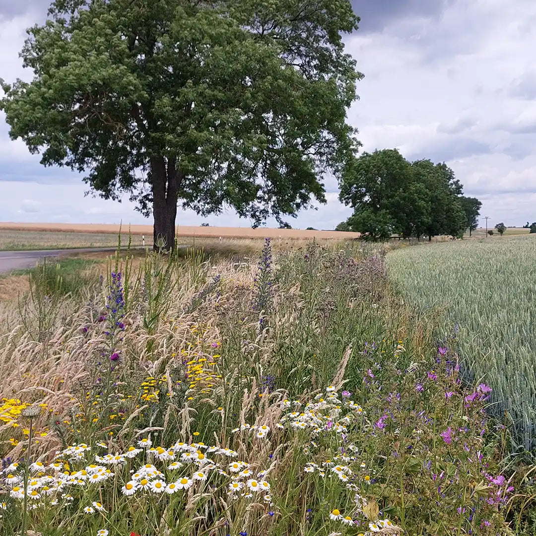 Matthies Landwirtschaft - Wildblumen Bluehende Landschaft