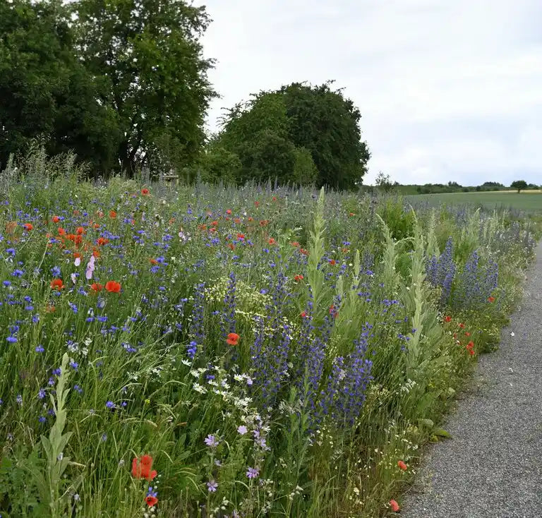 Matthies Landwirtschaft - Wildblumen Schmetterling WIldbienen