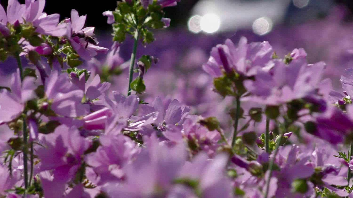 Matthies Lila Wildblumen Nahaufnahme