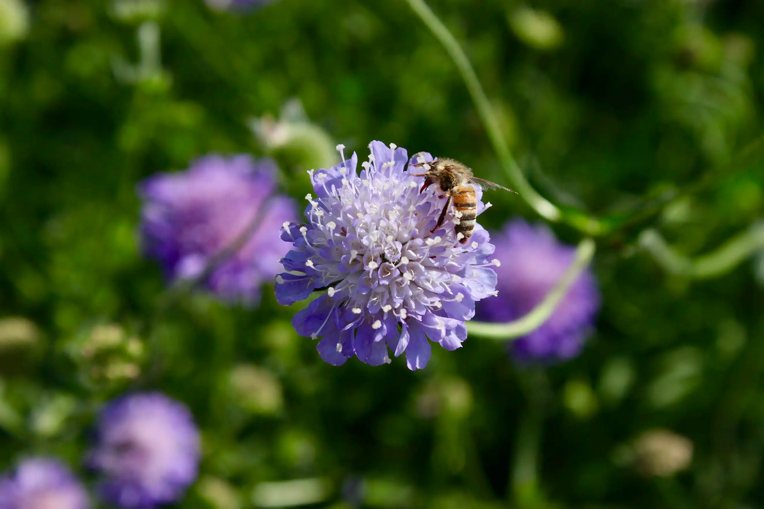 Matthies Wildblumen mit Biene
